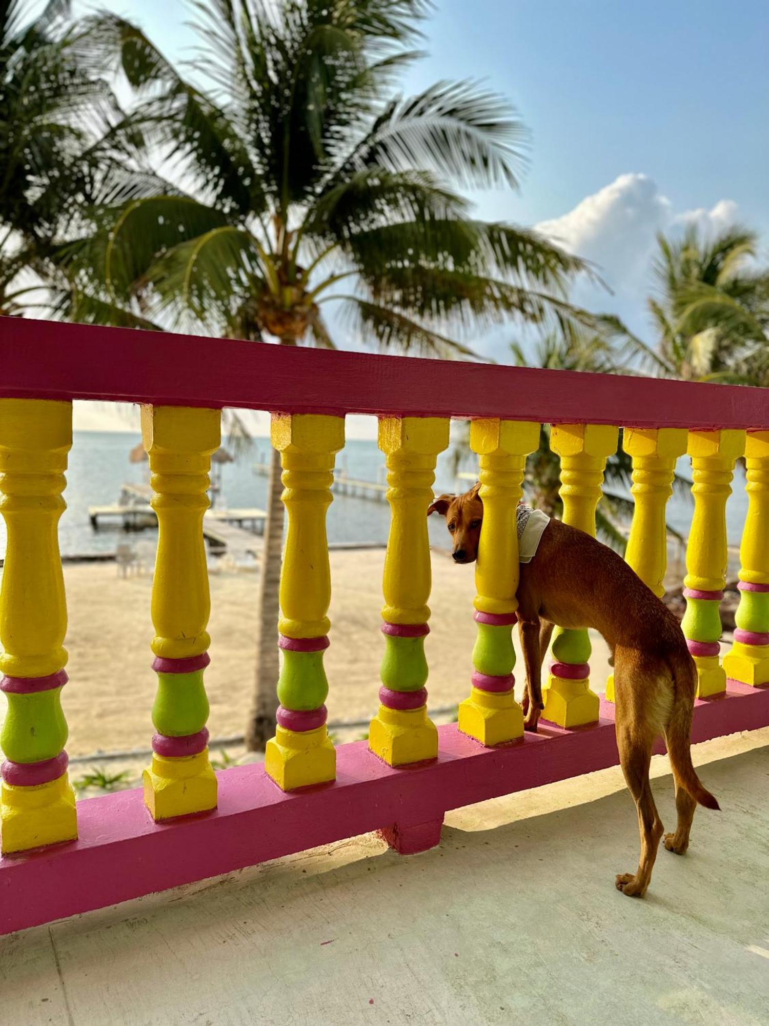 Barefoot Beach Belize Caye Caulker Exteriör bild